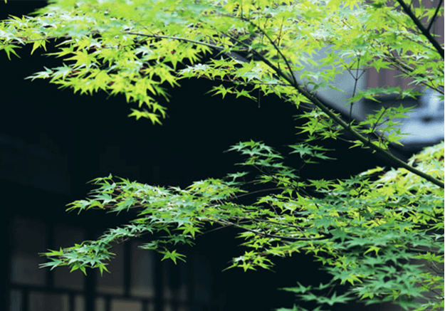 茶の湯の心