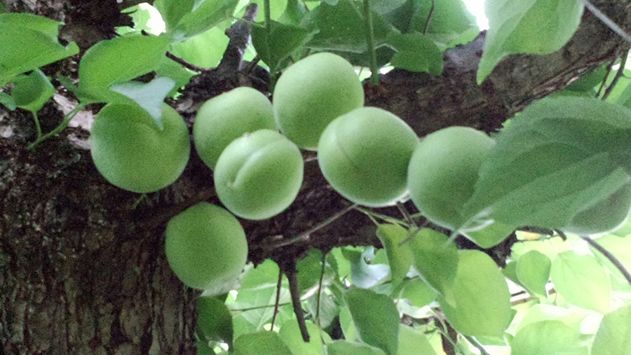 梅雨のお菓子