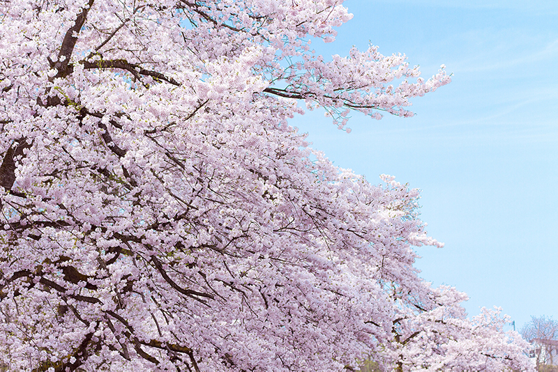 花の季節に旅立った友