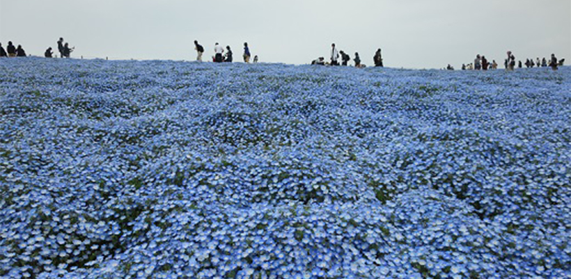 志村けんさんの死