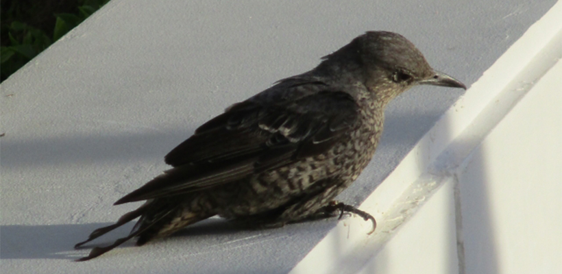 うちに来た鳥